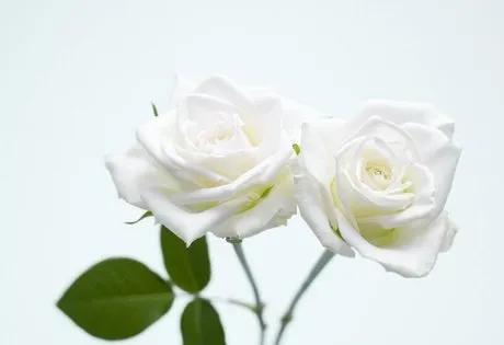不同颜色玫瑰花的花语，你知道多少？