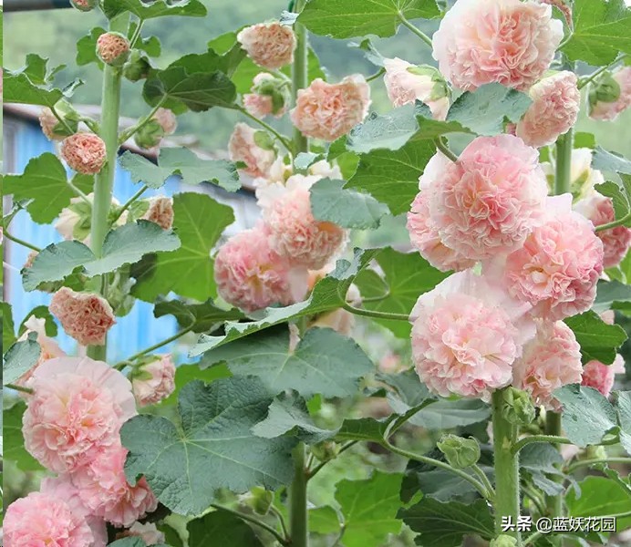 蜀葵花图片（开花多花期长好养活的蜀葵承包你花园亮点）