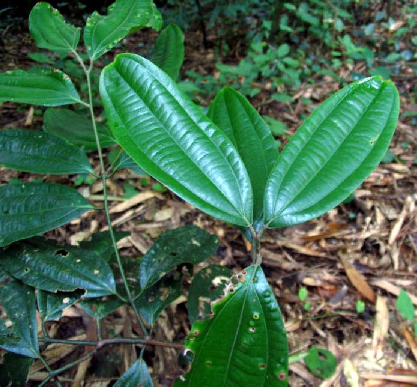 桂皮是什么树的皮关于桂皮的三种说法