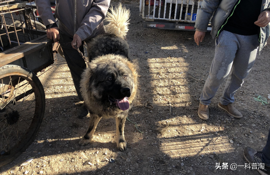 恶犬排名(世界上最凶猛的十大恶犬，日本土佐上榜，藏獒只能屈居第二)