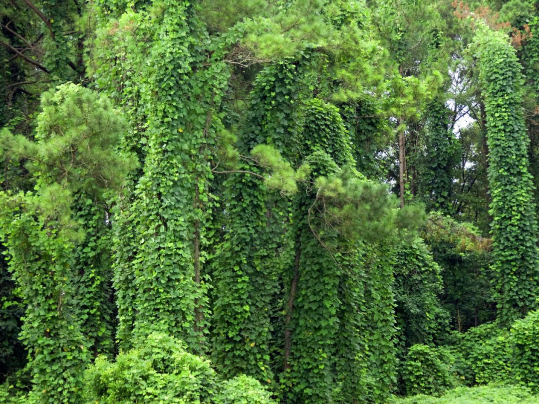 粉红胡椒图片（粉红胡椒种类百科图片大全）