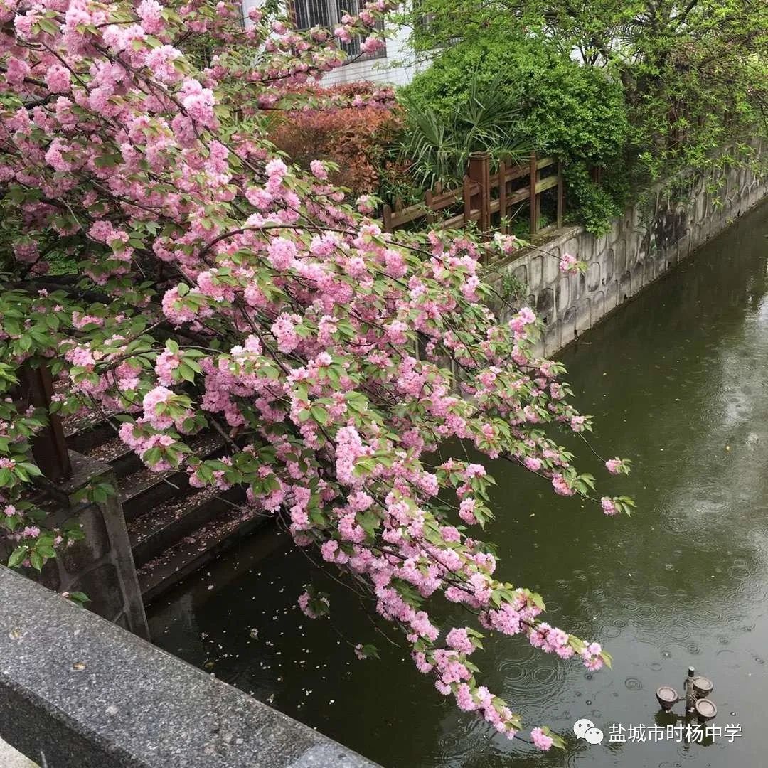 盐城市时杨中学不“疫”样的校园生活(图14)