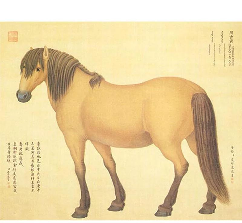 清代宫廷画家郎世宁的（清代宫廷画家郎世宁的什么图描绘了姿态各异之骏马白皮）-第50张图片-悠嘻资讯网