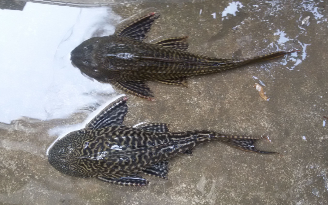 清道夫吃什么 清道夫最怕的克星-佳迪双