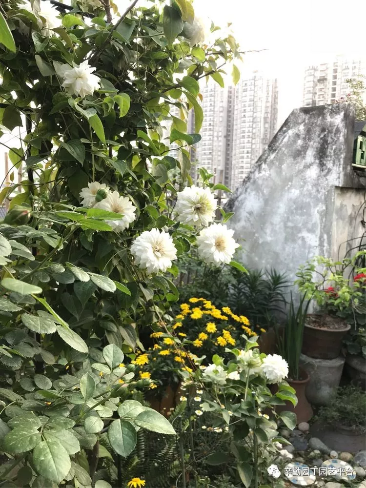 园丁奖花园组《002号》不离不弃,芳龄永继