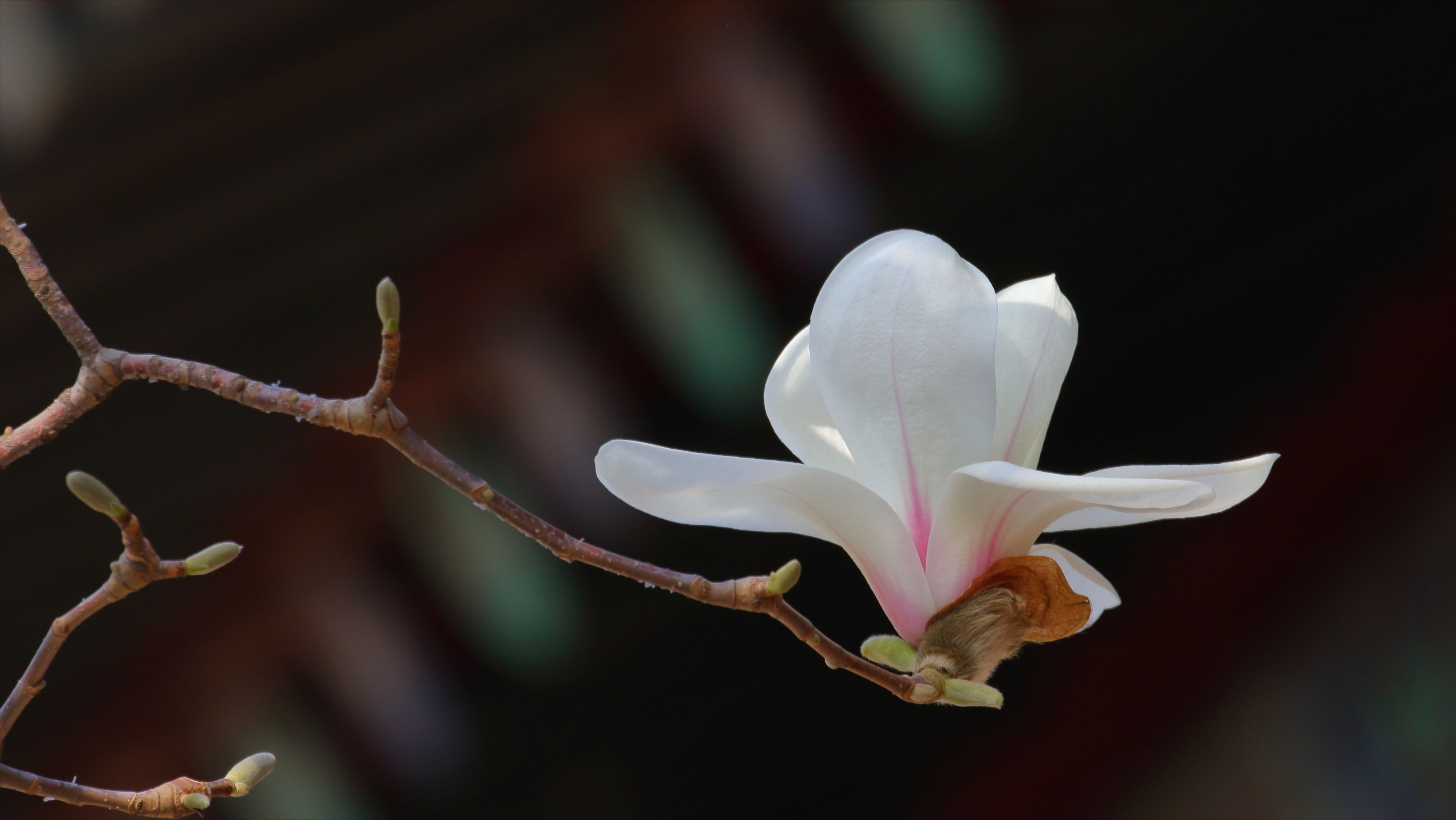 仲春三月玉兰花开，10首最美玉兰花诗词，看霓裳片片，赏束素亭亭