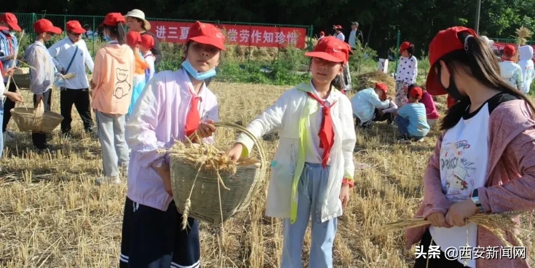 宝鸡市陈仓区西堡小学“收麦”实践活动令(图11)