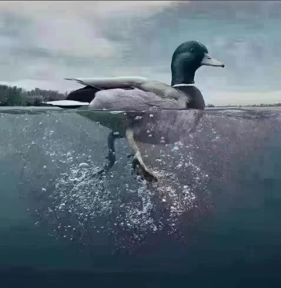 水中的鸭子定律