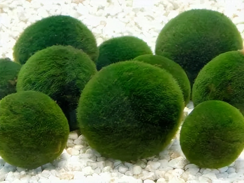 池塘培藻，你选小球藻还是硅藻？
