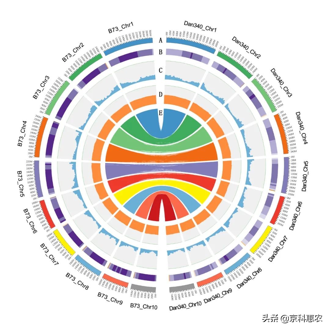 【科研进展】北京市农林科学院玉米所组装完成高质量的丹340基因组