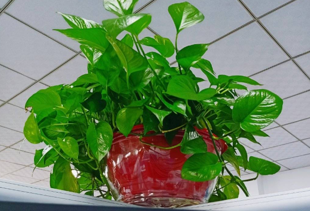 除甲醛排名前十植物（盘点3种被称作甲醛克星的常见绿植）