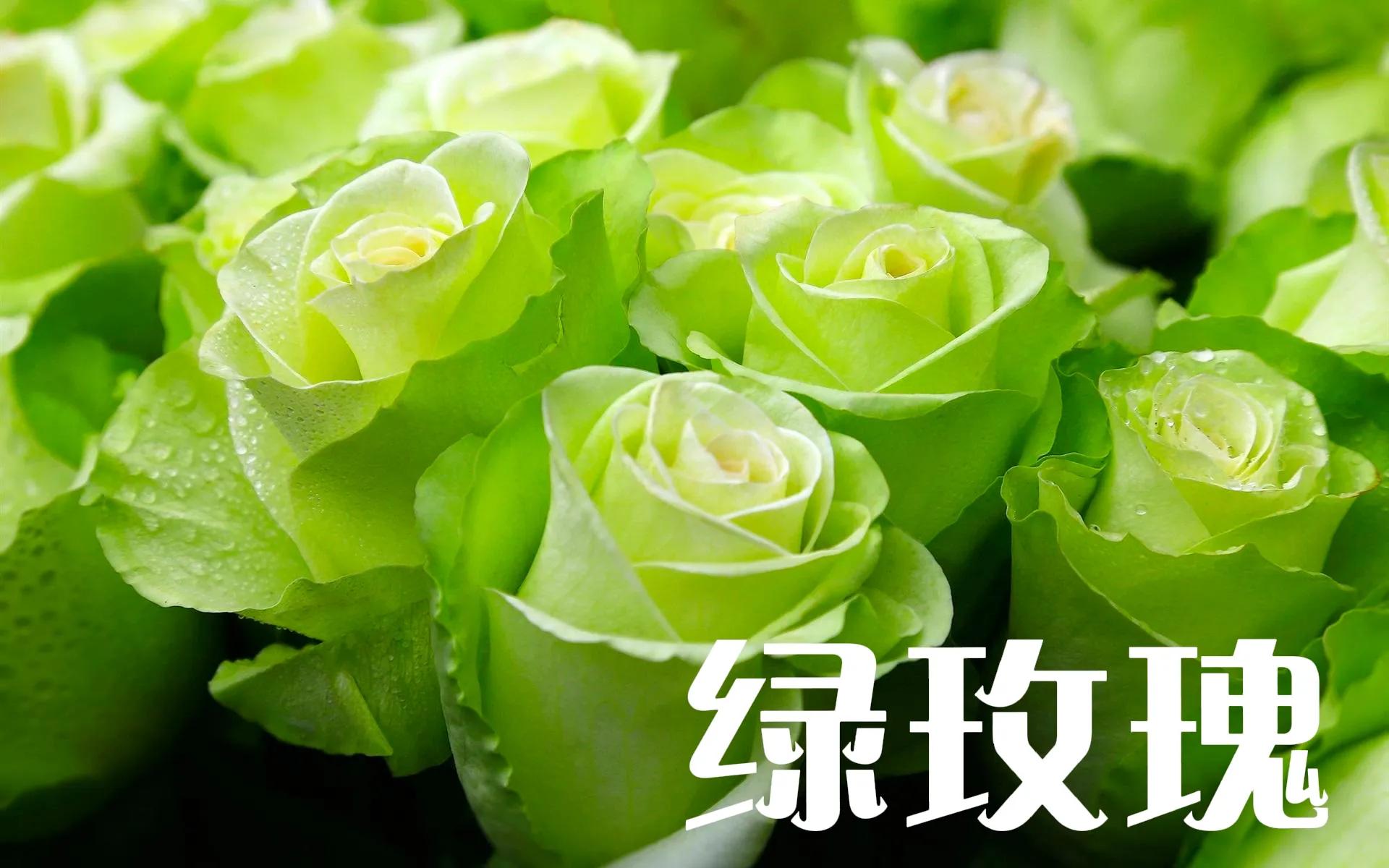 红色玫瑰花语（干货分享玫瑰花代表的含义大全）