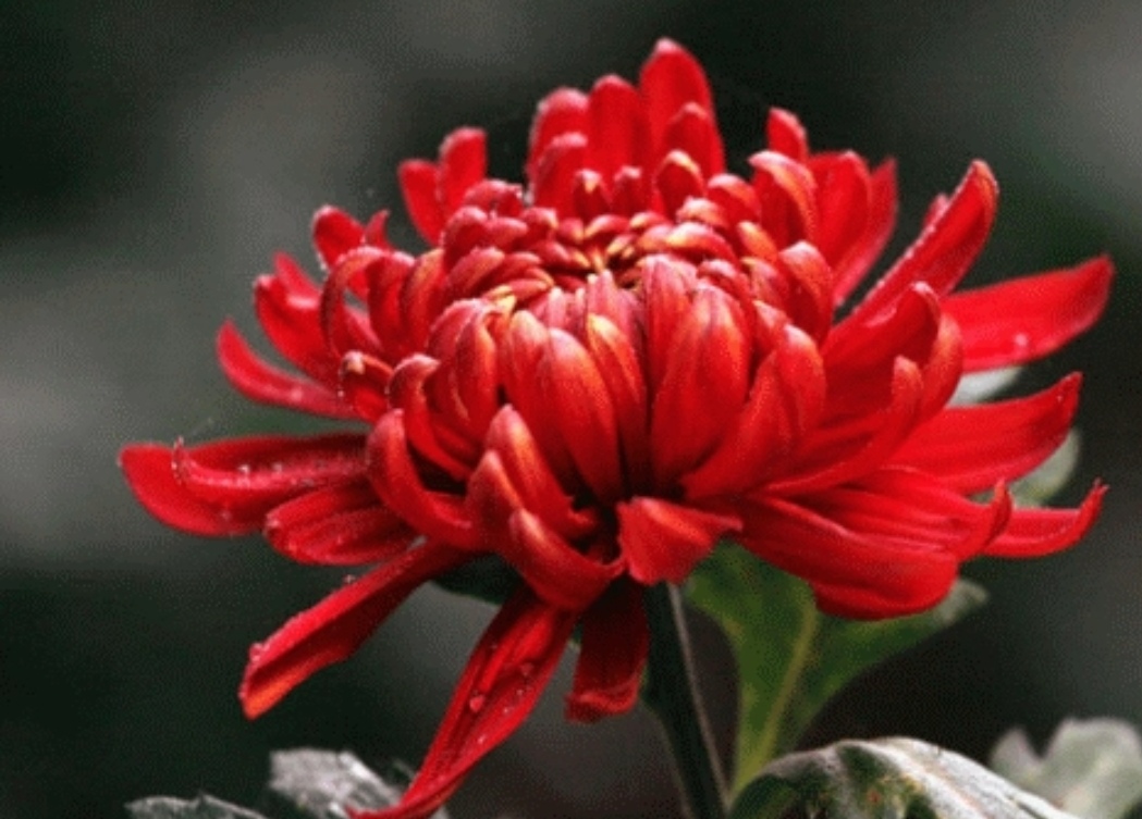 红菊花代表什么意思图片