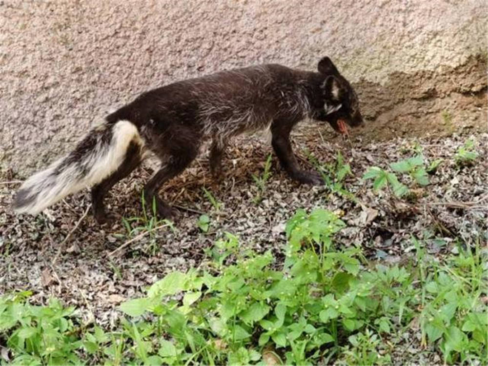 罕见"玄狐"擅闯吉林隔离点,狐狸频频现身,为何却说不是好事?