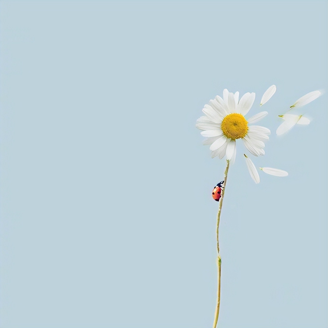 心境淡然的人生感悟说说,一语惊醒梦中人