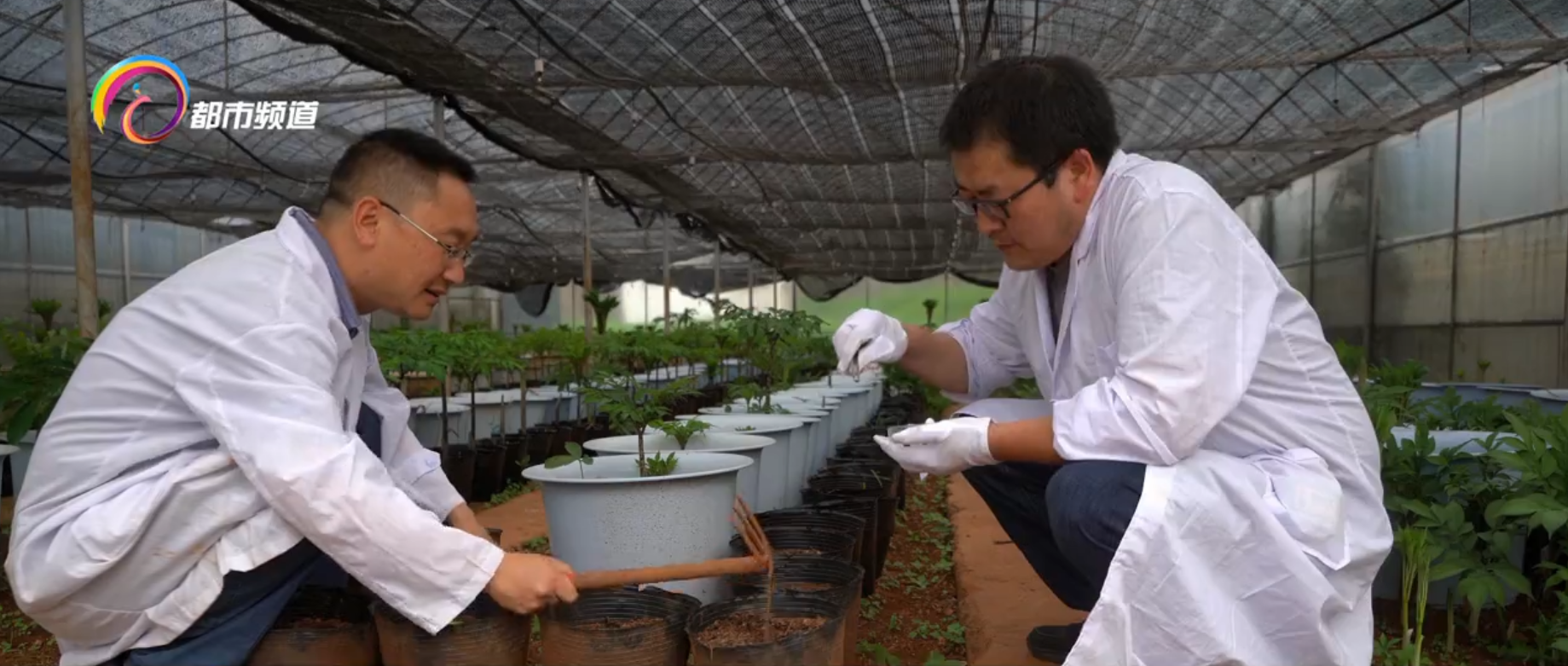 300粒太空魔芋种子在富源播种选育