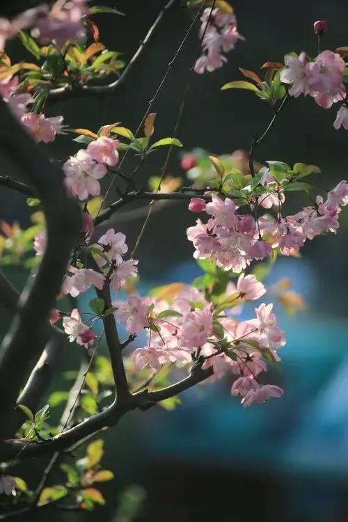 春分过后，在等待一场花开，来醉相思流年