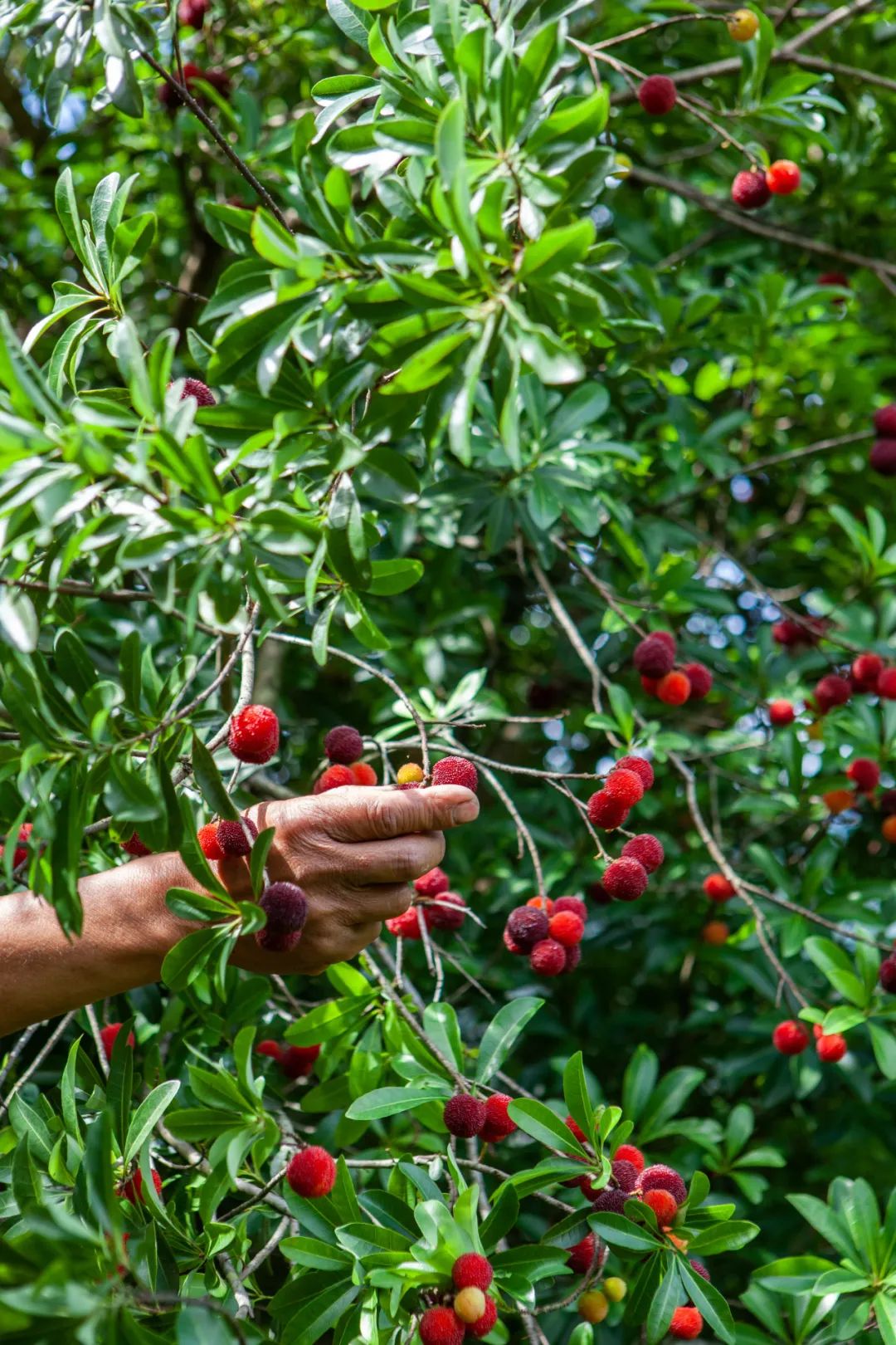 10首绝美五月诗词，石榴花开，池塘水满，明媚了整个夏天