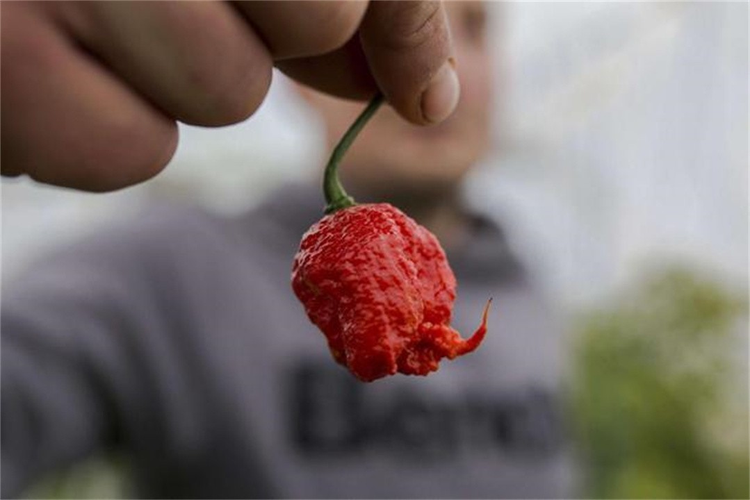 世界上最辣的辣椒（印度魔鬼椒被秒成渣，你敢不敢尝一尝？）-第29张图片