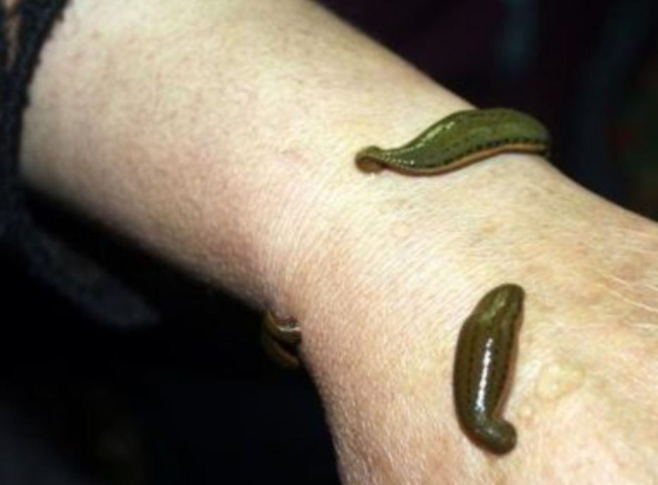 蚂蟥的另一个名字叫做水蛭,它是一种中药材,对于跌打损伤,血瘀闭经等