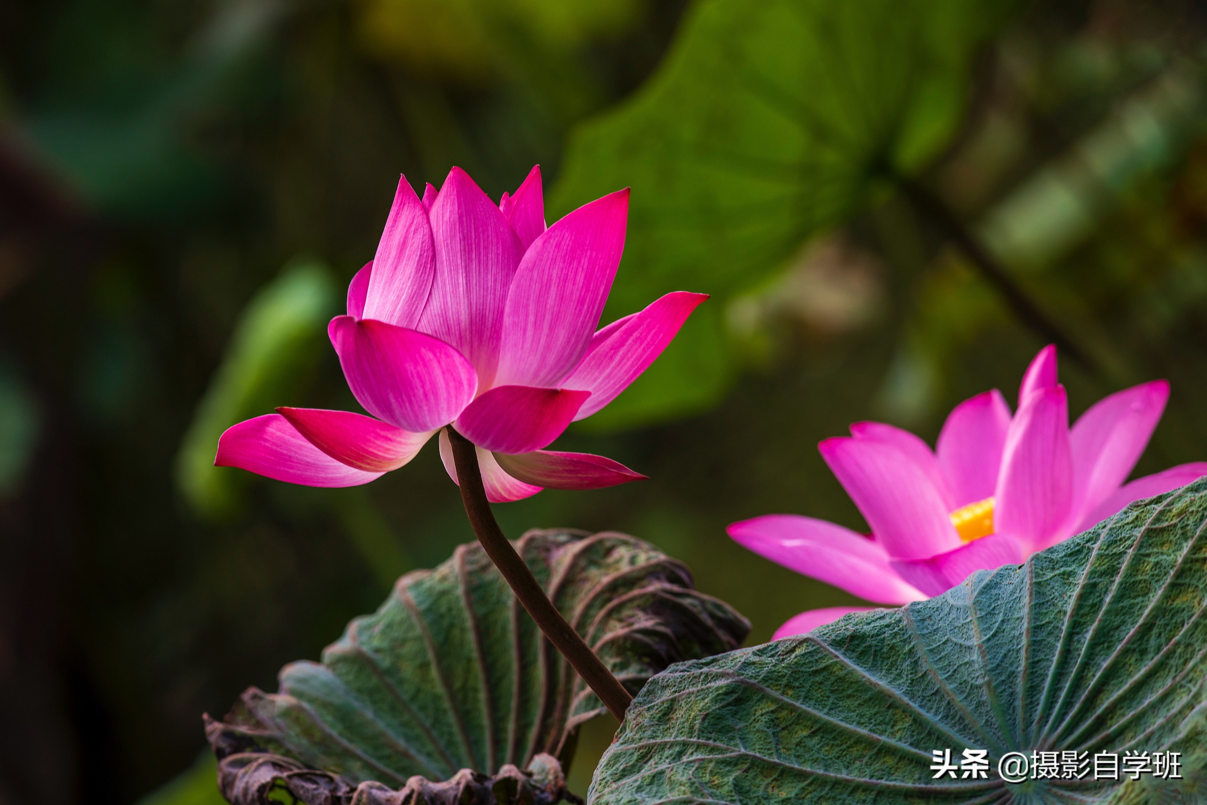荷花照片這么拍，嬌艷不庸俗，荷花和書法和印章更配