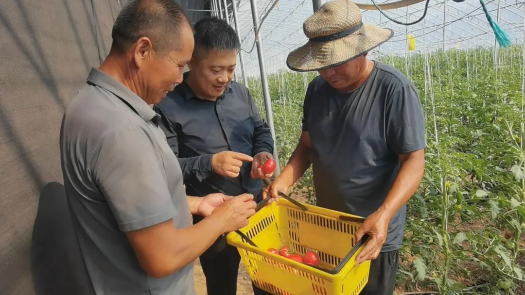 河南沁阳：柏香南西蔬菜大棚喜获丰收