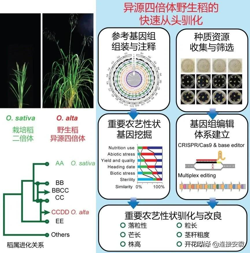 超级杂交稻让全球8亿人吃上饱饭，量子通信保障信息安全。
