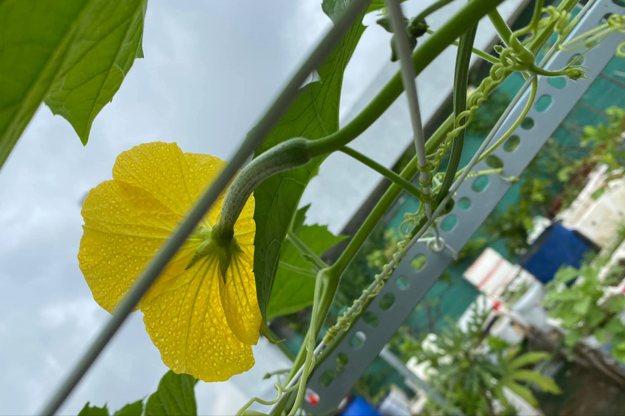 女厂长利用100平方米露台，投资3000块钱，种植了各种干净蔬菜
