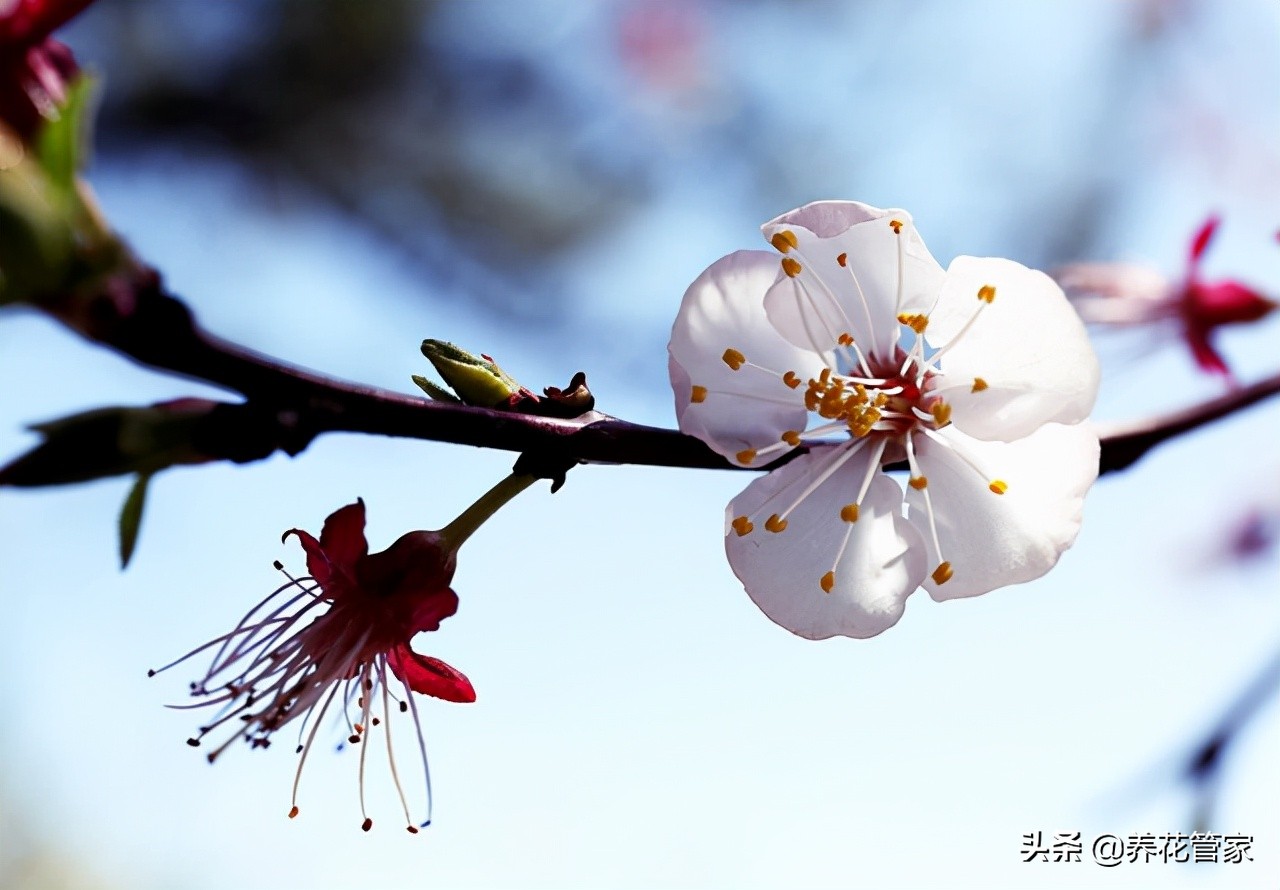 杏花落指的是什么（对杏花的简介与样貌介绍）