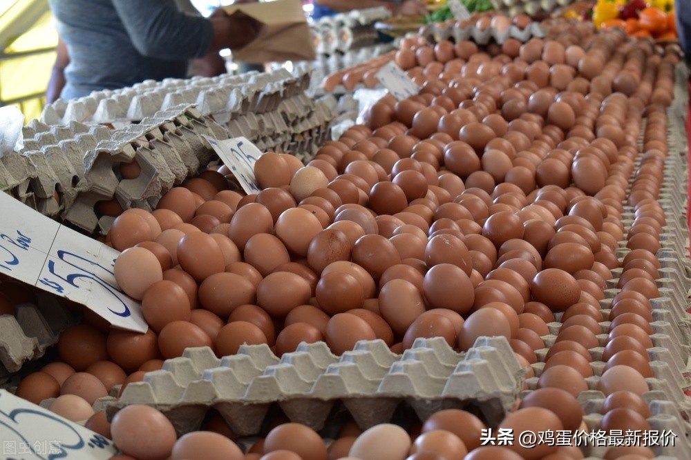 今日市场鸡蛋价格定陶「今日市场猪肉价格」