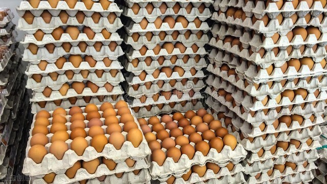 2022.4.30日鸡蛋价格——落