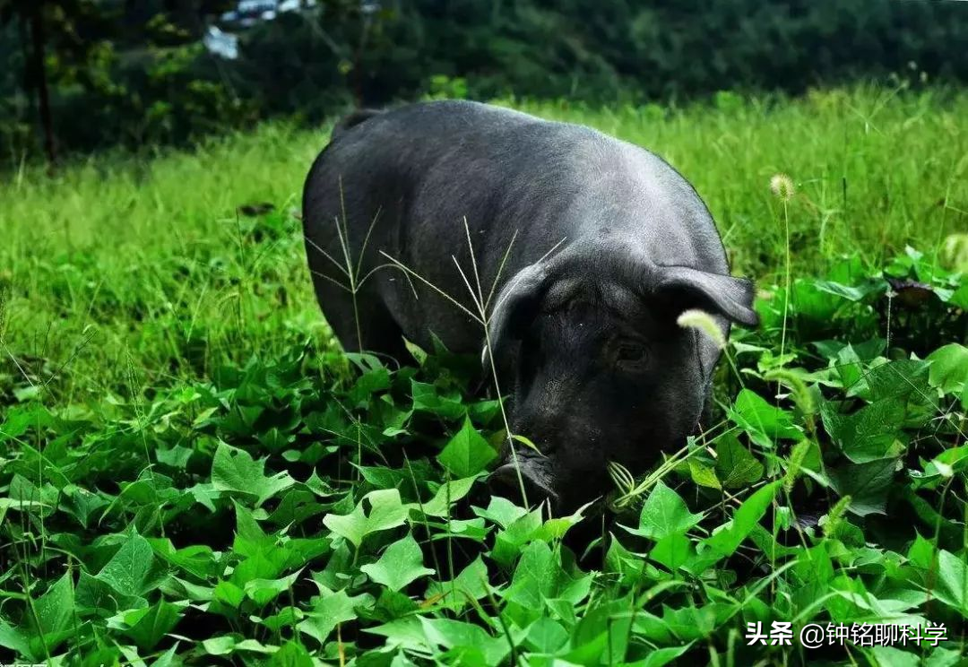 年猪不能随便杀！为啥有人杀猪卖肉被罚10万，有人杀年猪却没事？