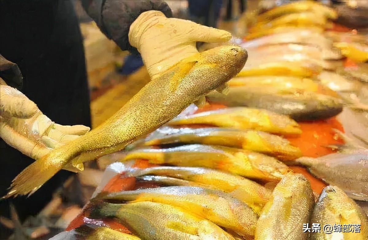 40年内从一斤2毛涨到4000元，70年代受保护，揭秘黄鱼“生死劫”