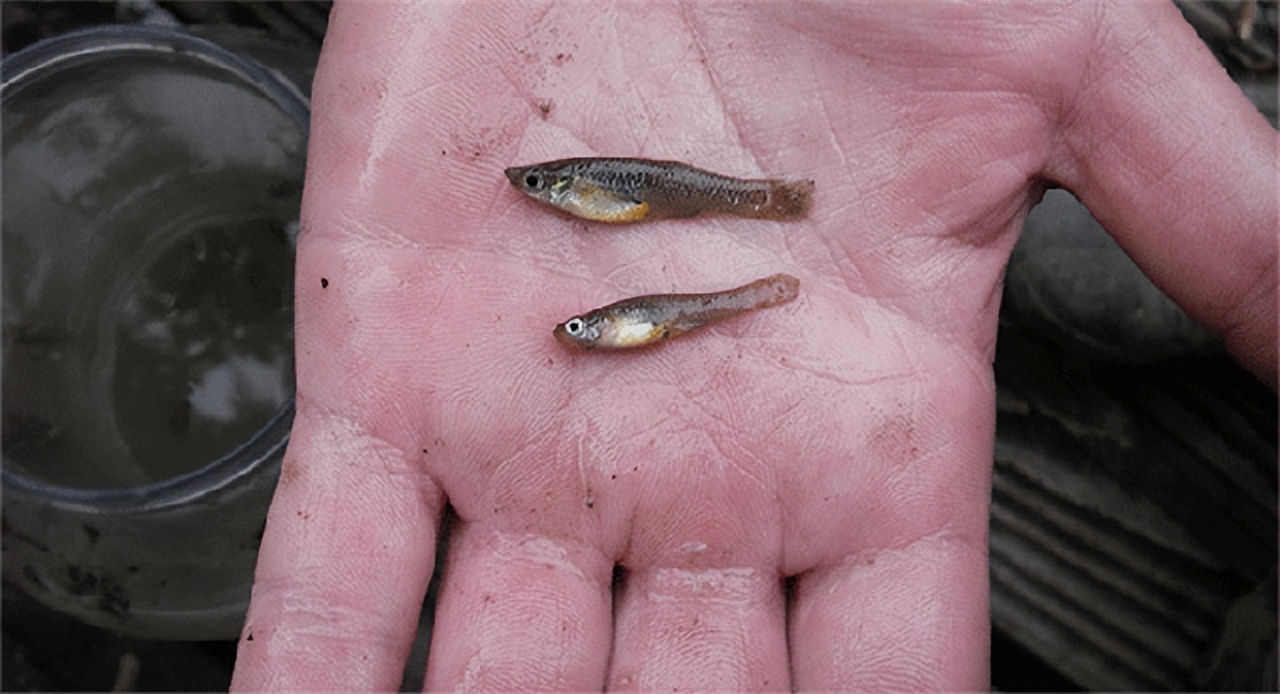 外来入侵物种,外来入侵物种