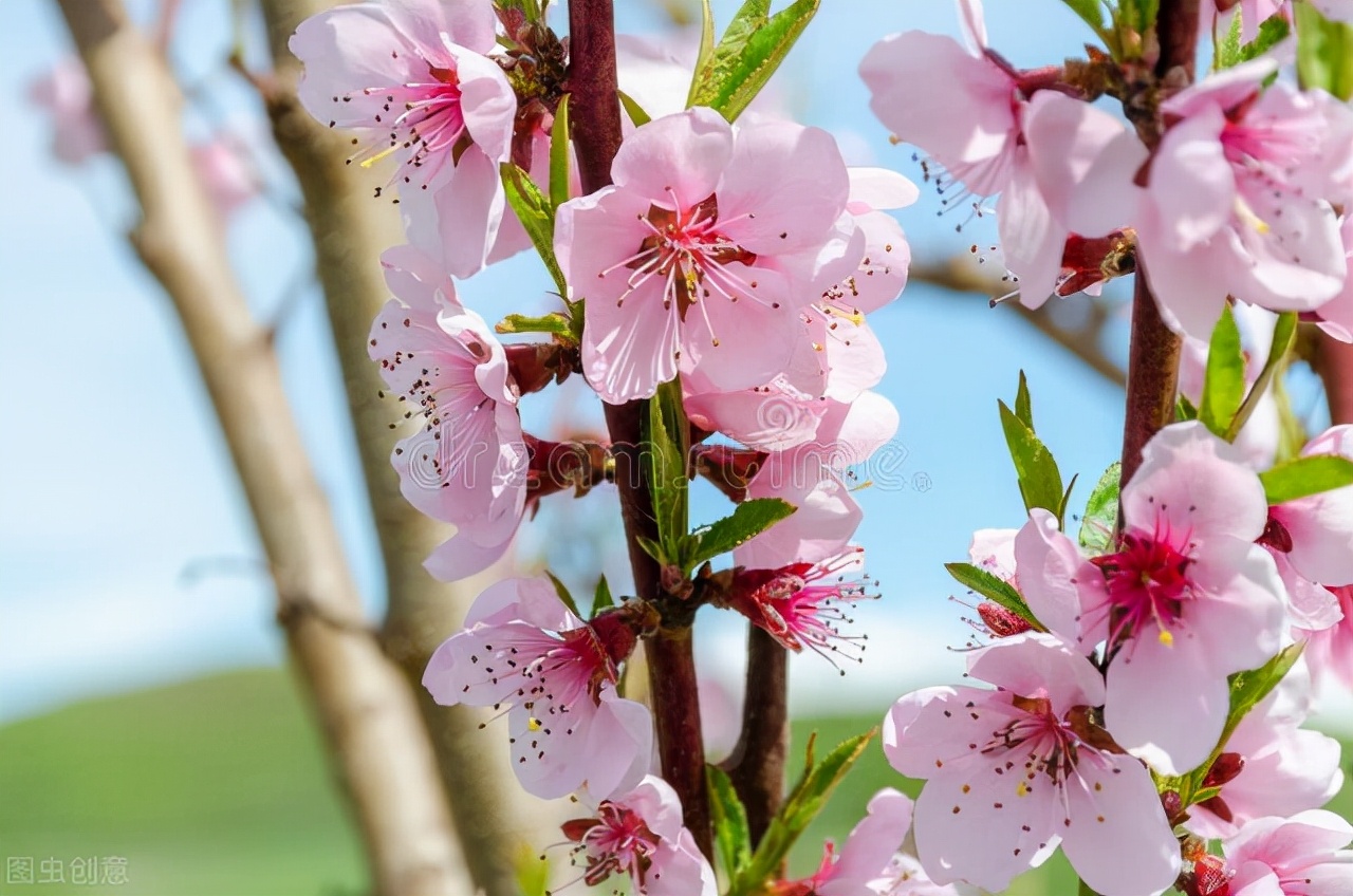 桃花季节(我市桃花盛花期为3月15日-25日 较常年提前10天)