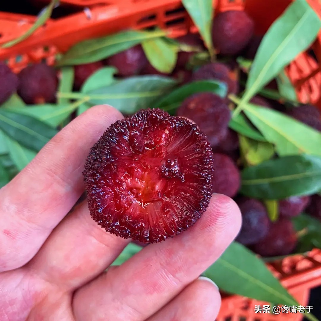 1,先看颜色文章开头,我大一点的时候说的,杨梅的颜色变化,它代表了