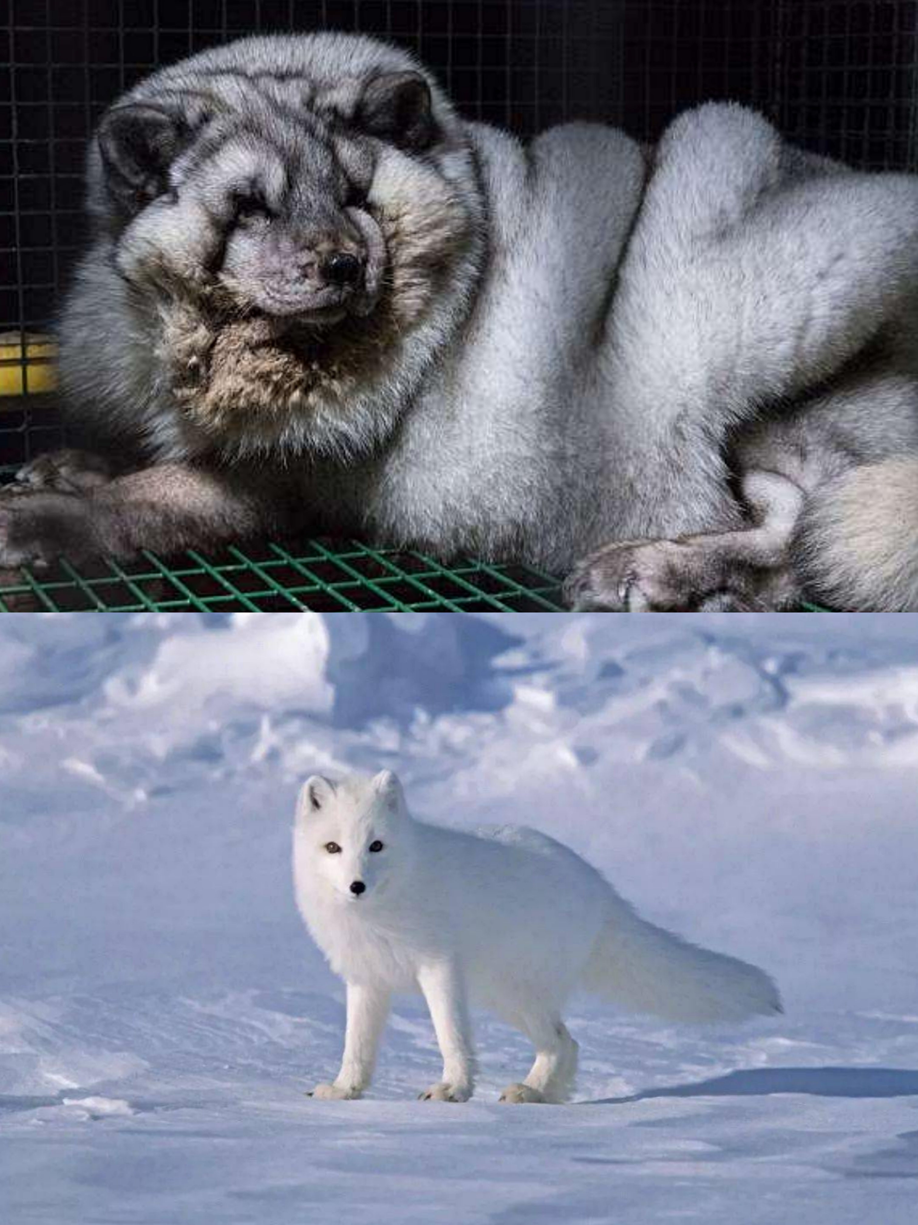 北极狐被灌食直到压断四肢，只为获取皮草，多销往中国
