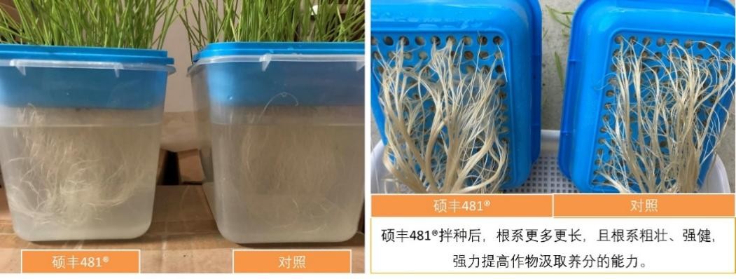 硕丰481,硕丰481芸苔素