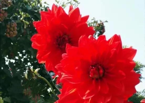 一旦进入爱河，便爱得情难自禁；爱你相惜相眷，想你心不由己