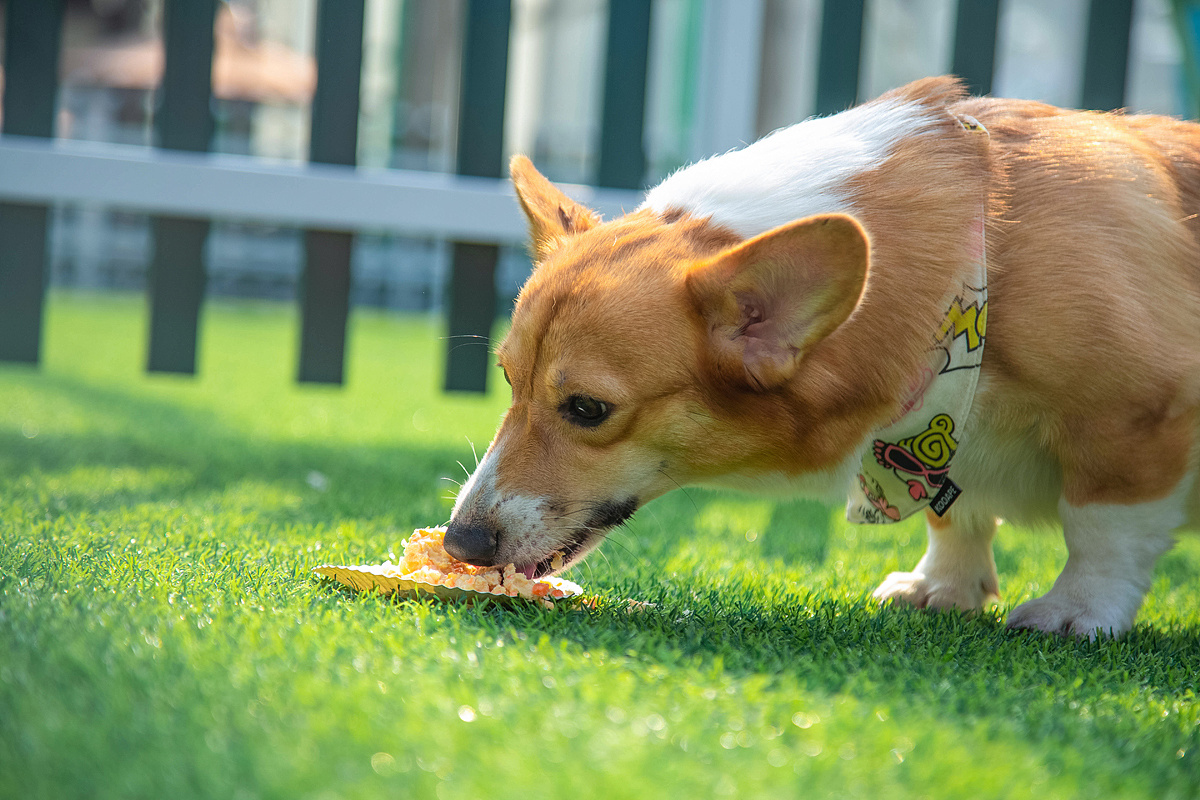 准备养柯基犬的各位，这些建议，可以先看看