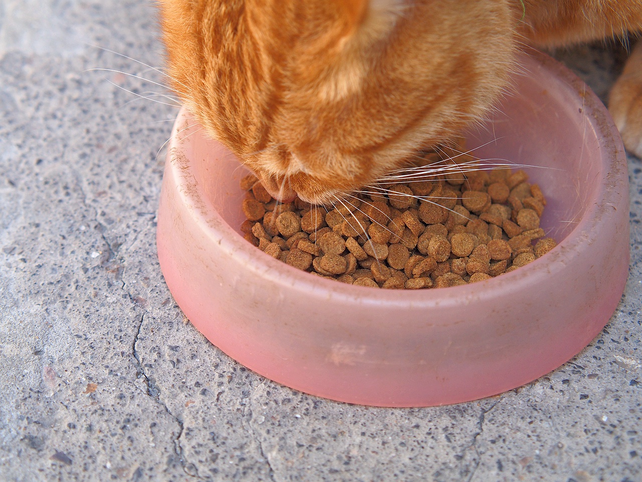 无谷鲜肉配方，宠熙猫粮毛孩子爱吃的猫粮