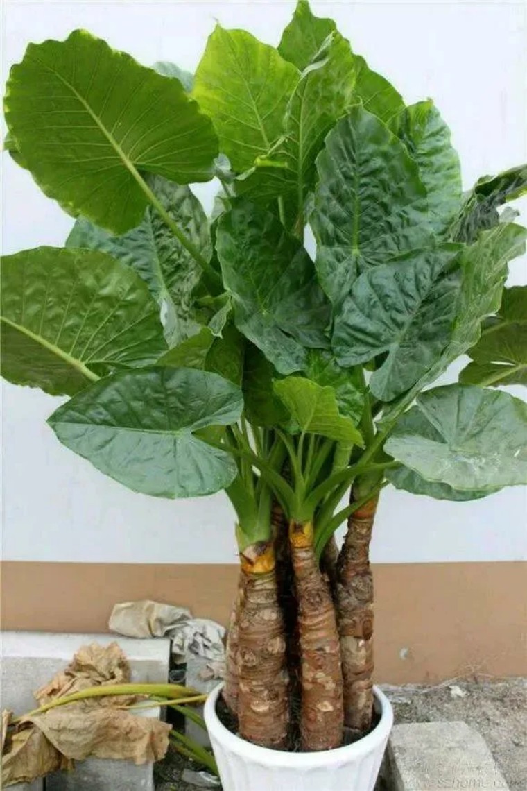 100种观叶植物 no.13 滴水观音养护攻略