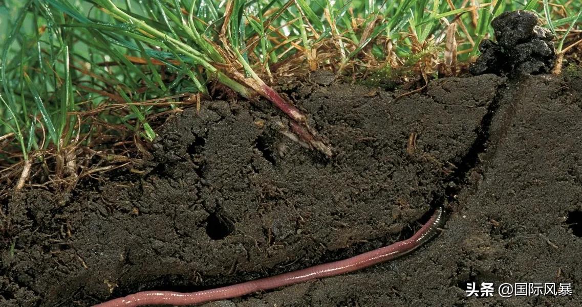 使用"地龙仪"过度捕抓蚯蚓,带来哪些问题