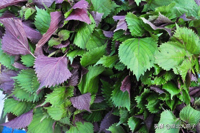 春天挖野菜，送你56种野菜大图片，带你见识不同的野菜和吃法