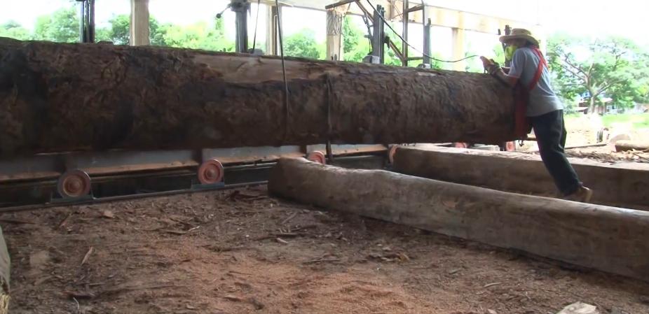 老挝伐木工：百年老树他们随意砍，一棵能卖到32000元