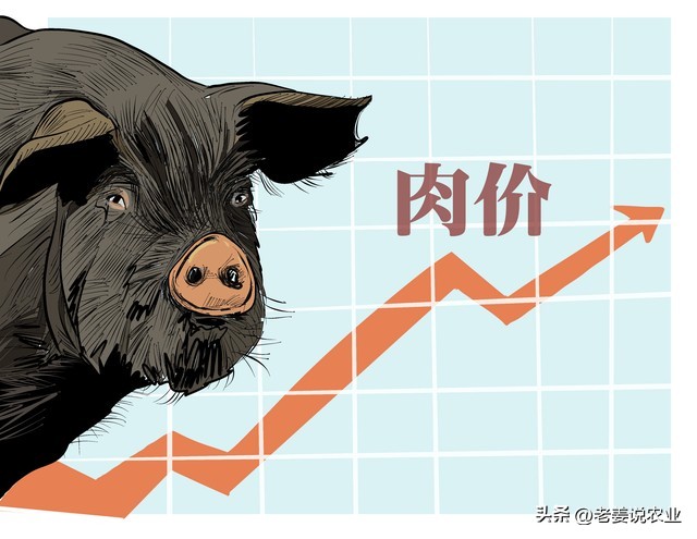 连云港今日猪价格表(生猪价格全面大涨，新一轮涨潮来袭，2023年5月25日生猪行情)