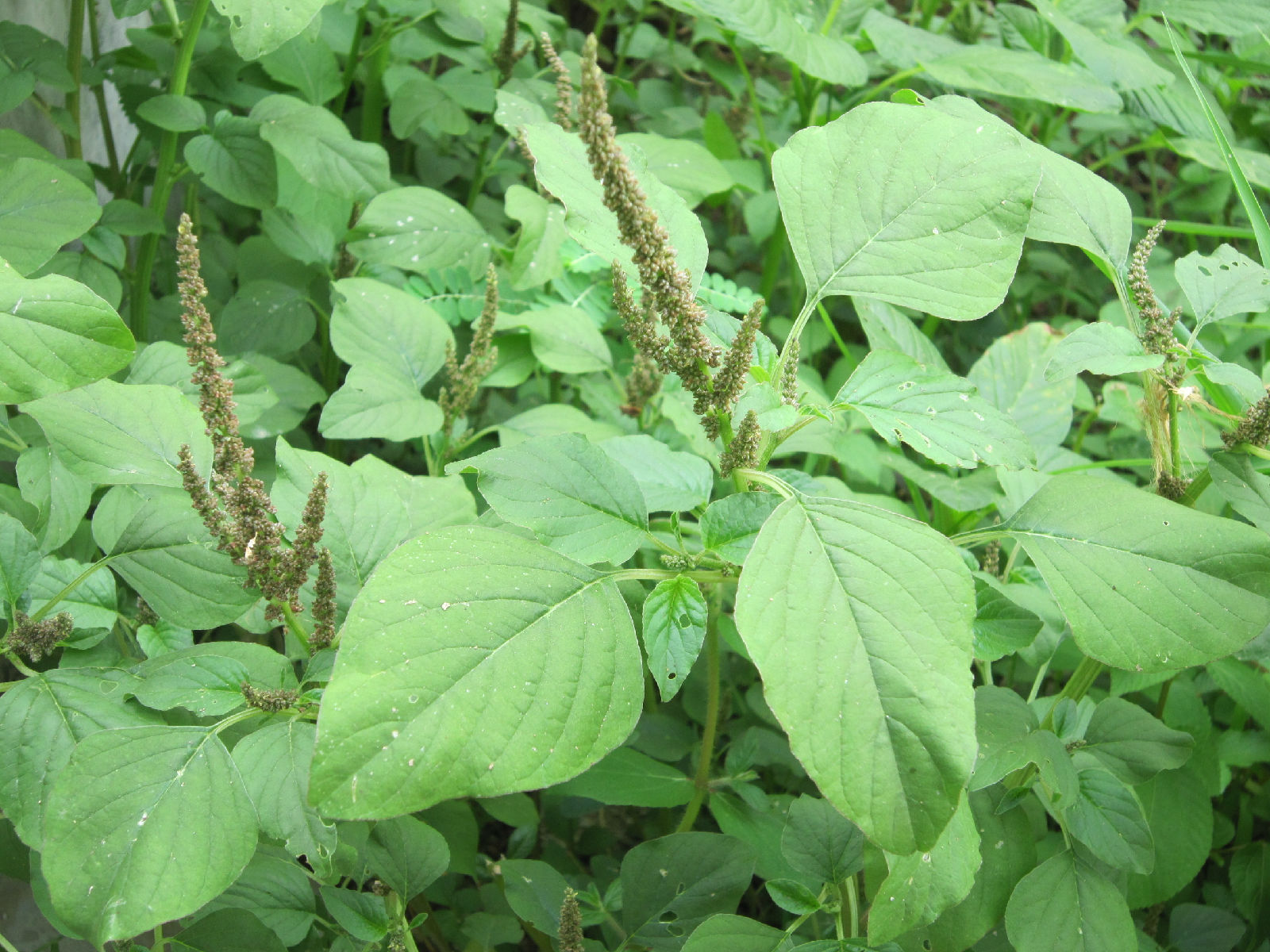 野苋菜的功能主治(农村随处可见的野苋菜,别把它当杂草了,生活中有3大