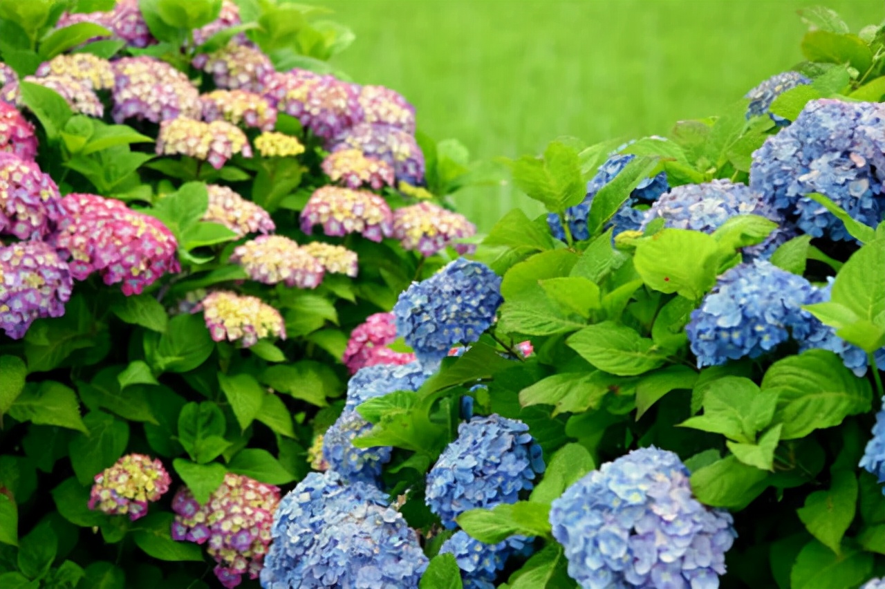 公园里有什么花(公园里常见的路边植物大全)