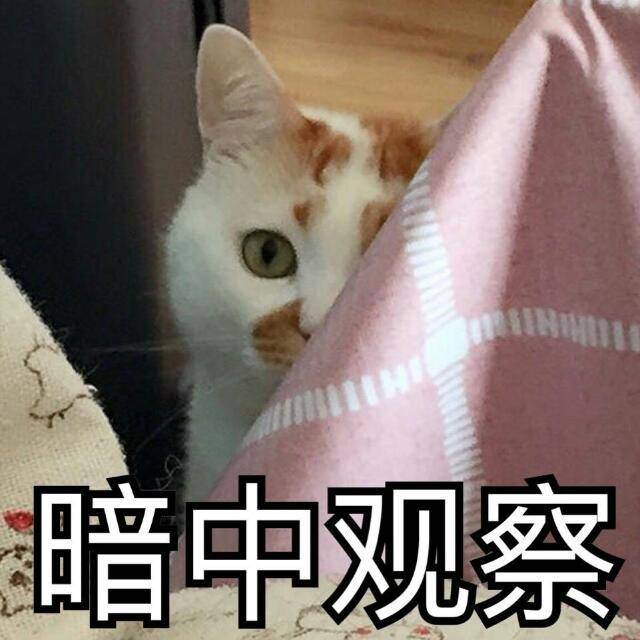 橘猫多少钱一只橘猫多少钱