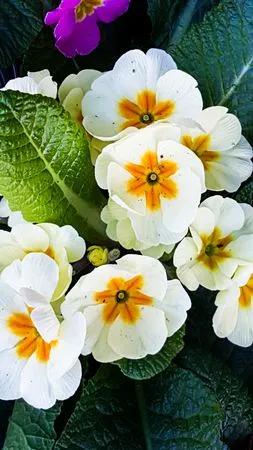 樱草花 花开有时 100 天天看点